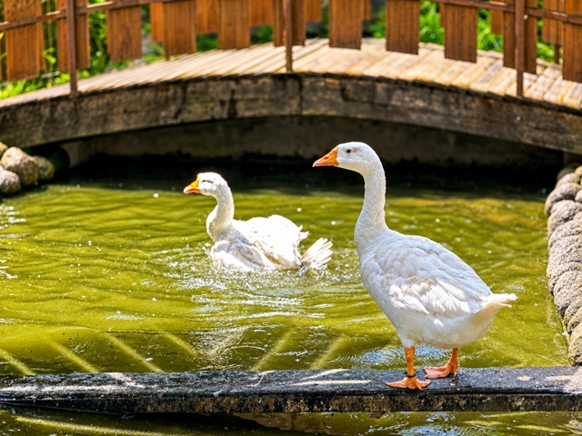 Swan Pond